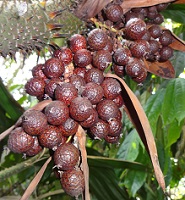 Fruit of rattan palm photo